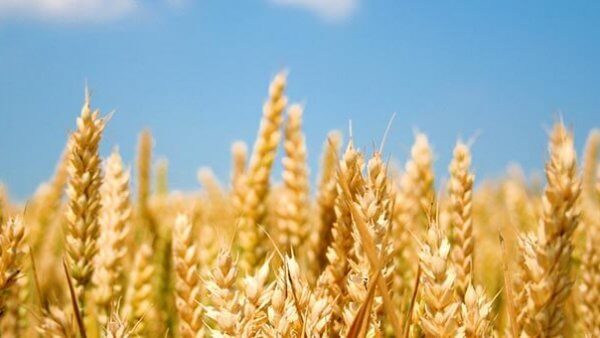 10 Gluten Allergy Symptoms