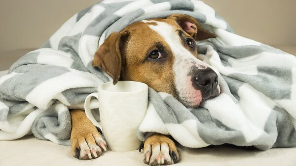 Crush the Winter Blues with Simple, Natural Practices